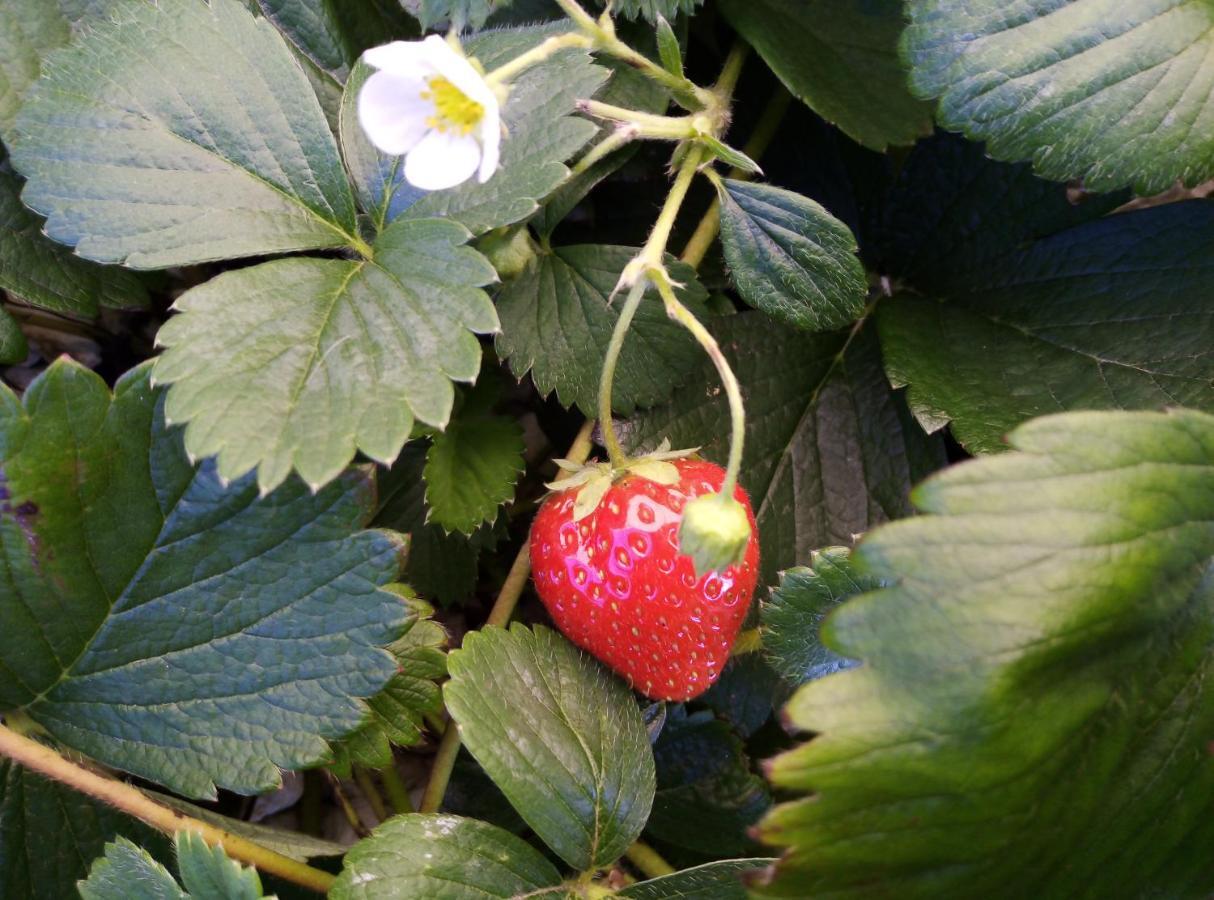 Fraisier, Hotel Artres - Valenciennes Querenaing Εξωτερικό φωτογραφία